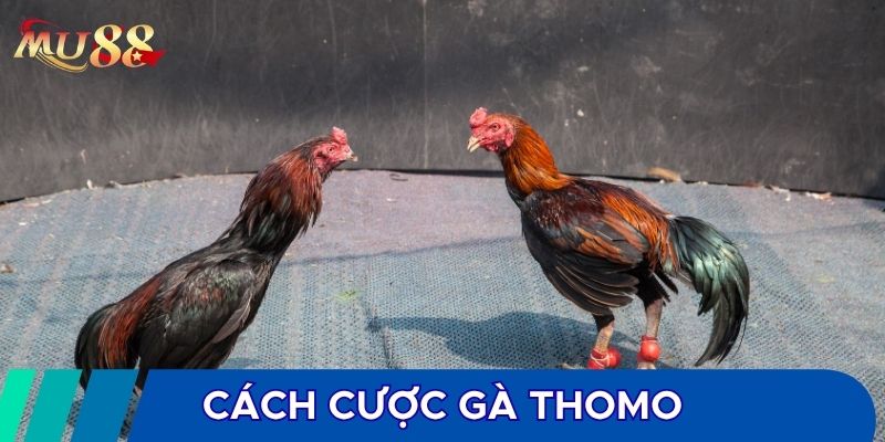 Cách cược gà Thomo
