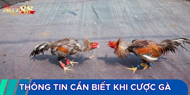 Thông tin cần biết khi cược gà